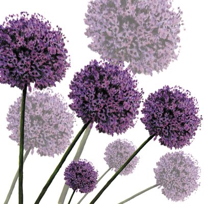 Allium Fernandez, 2004 de Sarah Hough