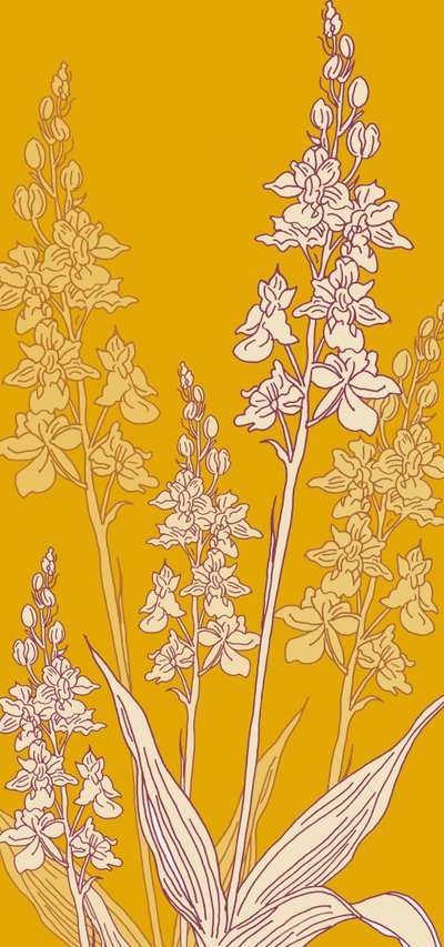 Orquídea araña, 2017 de Sarah Hough