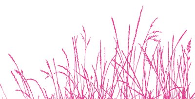 Susurro salvaje, 2009 de Sarah Hough
