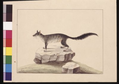 Página 10. Tapoa Tafa. Ahora conocido como phascogale de cola de cepillo, c.1789-90 de Sarah Stone