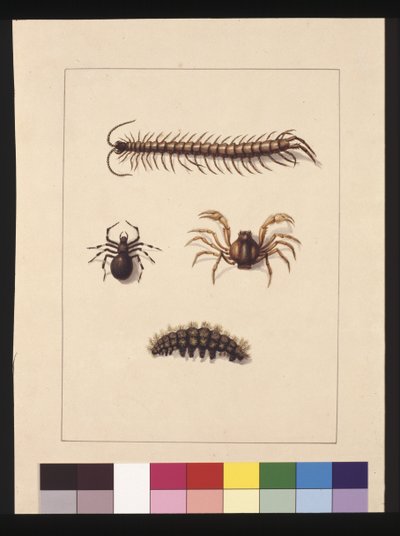 Página 11. Insectos de Nueva Gales del Sur. Ahora conocido como ciempiés común, araña del género Isopeda, cangrejo soldado, oruga, c.1789-90 de Sarah Stone