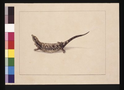 Página 12. Lagarto de Lengua Azul, c.1789-90 de Sarah Stone