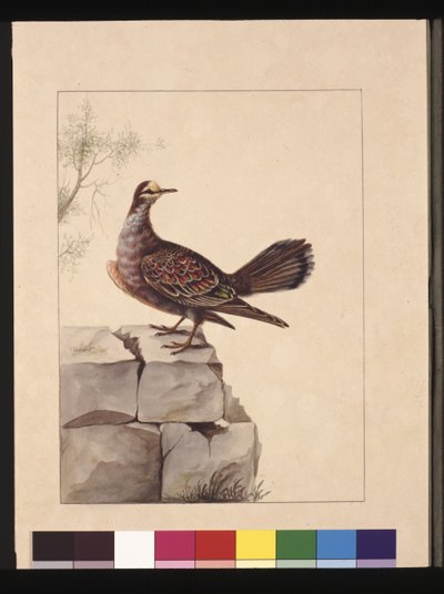 Página 15. Paloma de alas doradas. Ahora conocida como una paloma broncínea del bosque, c.1789-90 de Sarah Stone