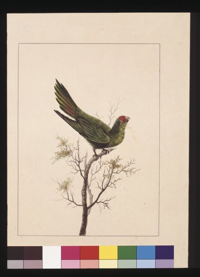 Página 18. Pequeño periquito. Ahora conocido como un loriquito pequeño, c.1789-90 de Sarah Stone