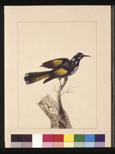 Página 19. Melífaga de Nueva Holanda, c.1789-90 de Sarah Stone