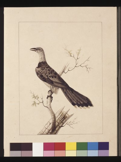 Página 1. Calao anómalo: Firmado l.c. Sarah Smith. Ahora conocido como cuco de pico de canal, c.1789-90 de Sarah Stone