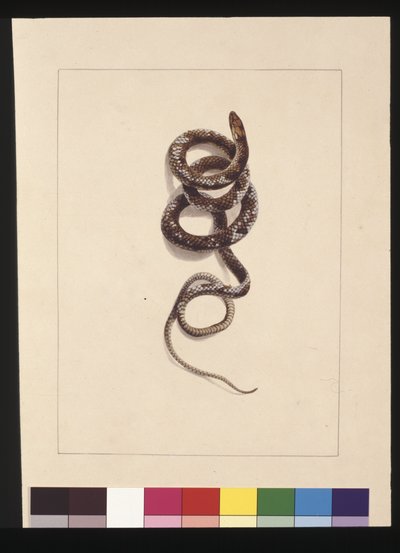 Página 20. Serpiente No.1. Ahora conocida como Serpiente marrón, c.1789-90 de Sarah Stone