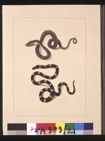 Página 21. Serpientes No. 1 y No.2. Ahora conocido como una serpiente diamante joven y un bandy bandy, c.1789-90 de Sarah Stone