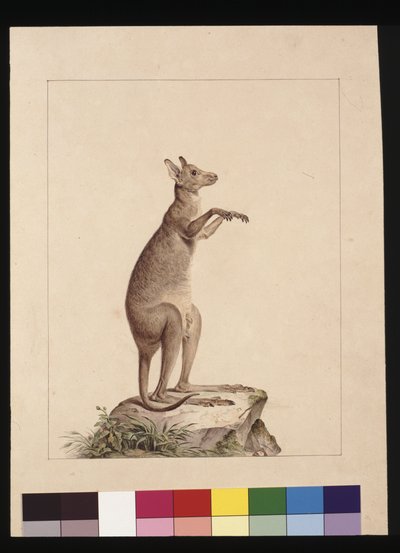 Página 22. Canguro, c.1789-90 de Sarah Stone