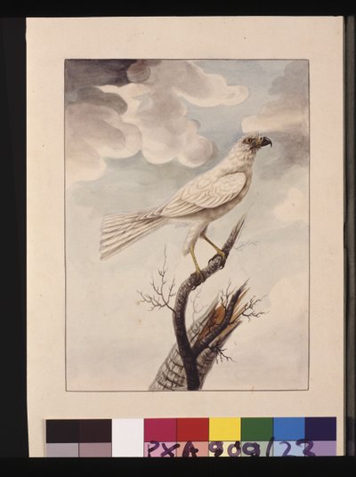 Página 23. Azor Gris, c.1789-90 de Sarah Stone