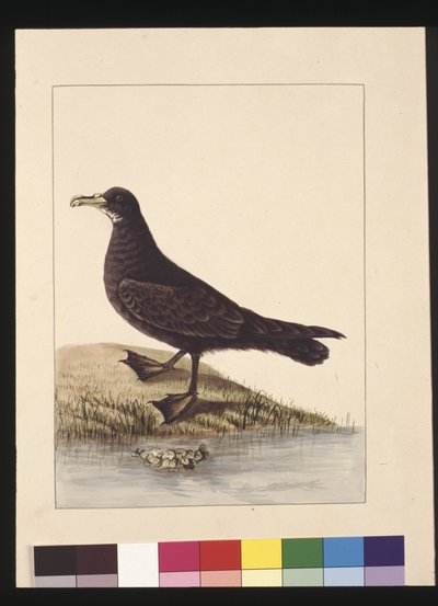 Página 24. Petrel fuliginoso. Ahora conocido como Petrel barbudo, c.1789-90 de Sarah Stone