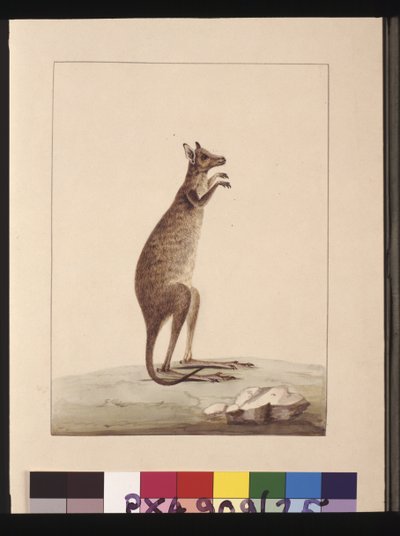 Página 25. Un canguro. Ahora conocido como canguro. Parece ser una copia de Sarah Stone de una placa de Charles Catton Jr., c.1789-90 de Sarah Stone