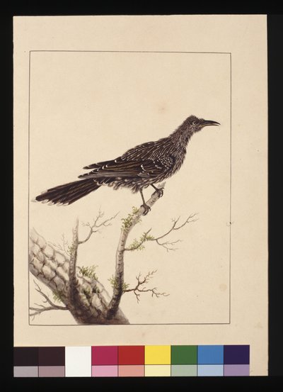 Página 26. Ave comedora de abejas con carúnculas hembra. Ahora conocido como ave de carúnculas pequeña, c.1789-90 de Sarah Stone