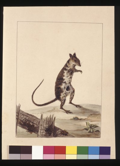 Página 27. Poto Roo o rata canguro. Ahora conocida como una rata canguro rufo, c.1789-90 de Sarah Stone