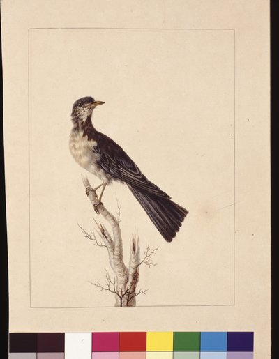 Página 29. Zorzal de Port Jackson. Ahora conocido como un zorzal gris, zorzal moteado?, c.1789-90 de Sarah Stone
