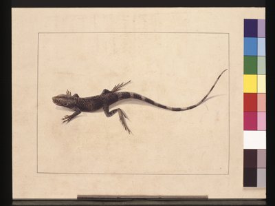 Página 31. Lagarto muricado. Ahora conocido como un dragón de árbol, c.1789-90 de Sarah Stone