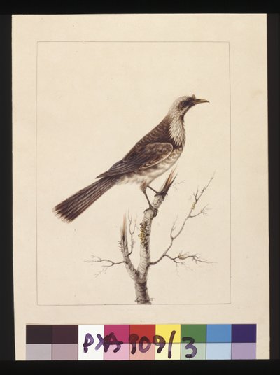 Página 3. Pájaro Fraile, c.1789-90 de Sarah Stone