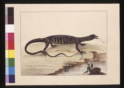 Página 6. Goanna, c.1789-90 de Sarah Stone
