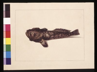 Página 8. Lophius dudoso. Ahora conocido como un pez rana, c.1789-90 de Sarah Stone