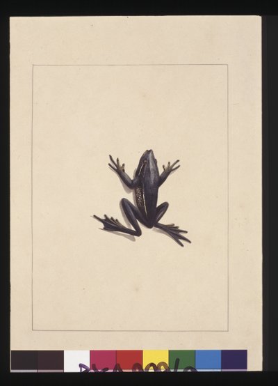 Página 9. Rana azul. Ahora conocida como una rana arborícola verde, c.1789-90 de Sarah Stone