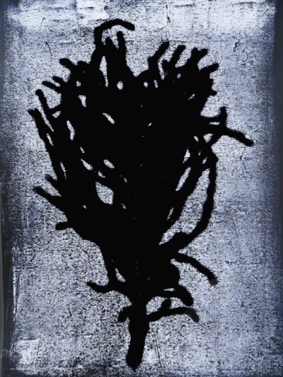 Helecho Negro de Sarah Thompson Engels