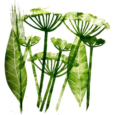 Perejil de Vaca en verde, 2019 de Sarah Thompson Engels