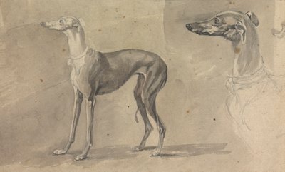 Un galgo de Sawrey Gilpin