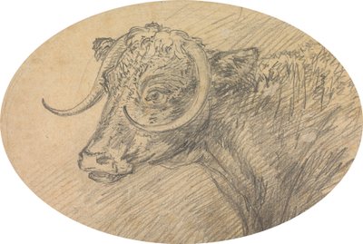 Cabeza de toro de Sawrey Gilpin