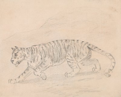 Tigre de Sawrey Gilpin