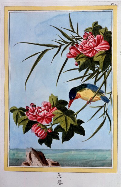 Pájaro en una rama (¿Pájaro volando?) Gouache del siglo XVIII Dijon, biblioteca municipal de School Chinese