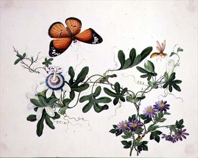 Flor de la pasión y mariposa de School Chinese