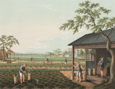 Producción de té, c. 1820 (color de la carrocería y pintura dorada sobre seda extendida sobre papel) de School Chinese