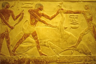 Antiguo Egipto, Muro tallado/pintado, Mastaba/Tumba de Idout, Saqqara, 2323-2150 a.C., Toro sacrificado para el sacrificio (foto) de School Egyptian