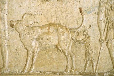 Antiguo Egipto, Pintura mural, Tumba de Petosiris, Tuna Gabel, Tuna el Gebel, 300 a.C., Ayudar a parir a una vaca (foto) de School Egyptian