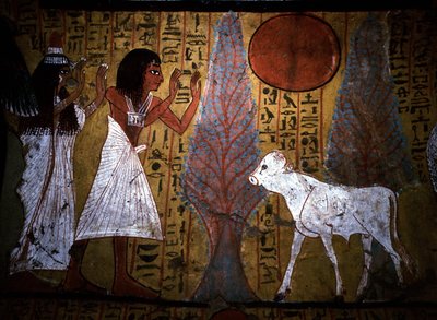 Luxor - Tebas: Orilla izquierda del Nilo. Página web de DEIR EL MEDINEH: Pueblo y necrópolis de artesanos. Detalle de un mural de una tumba que muestra al ternero, de piernas aún delgadas y frágiles, que encarna al futuro apis.Dinastía XIX. de School Egyptian