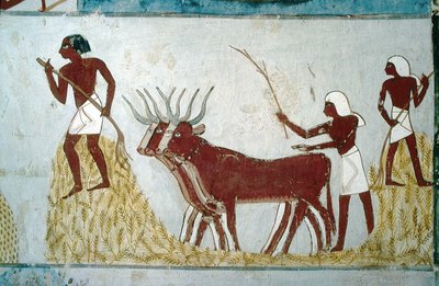 Luxor, Tebas: Tumbas de los nobles: la tumba de Nakht. Escena agrícola. Valle de los nobles. de School Egyptian