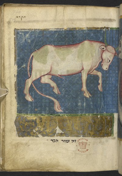 Añadir MS 11639 f.519t Un toro, de una Miscelánea de textos bíblicos y otros (