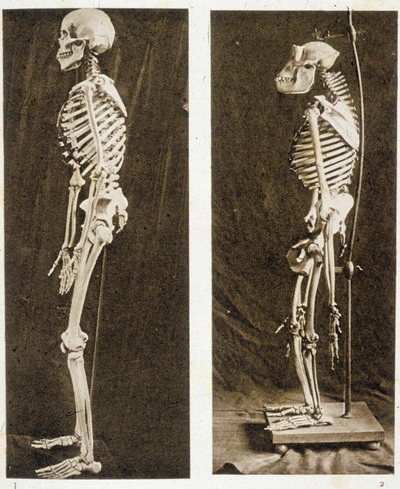 Esqueletos de un humano y un chimpancé (foto en blanco y negro) de School French