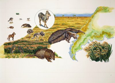 Argentina, las Pampas de School Italian