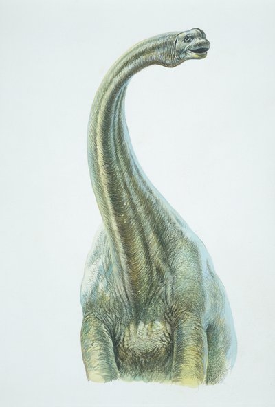 Brontosaurio, período Jurásico de School Italian