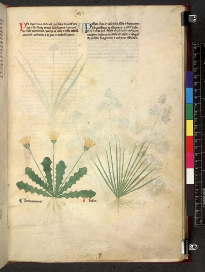 Egerton 747 Tractatus de herbis (Herbal) c.1280-1310 (tinta y color sobre vitela) de School Italian