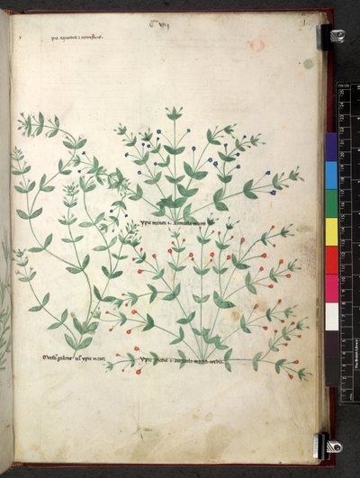 Egerton 747 Tractatus de herbis (Herbal) c.1280-1310 (tinta y color sobre vitela) de School Italian