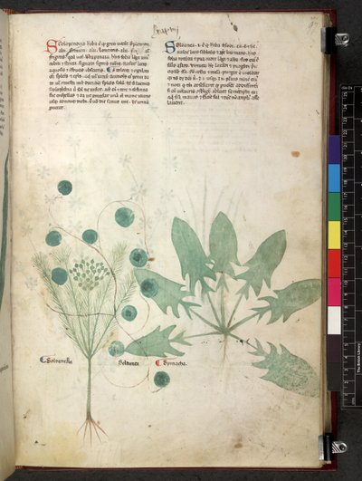 Egerton 747 Tractatus de herbis (Herbal) c.1280-1310 (tinta y color sobre vitela) de School Italian