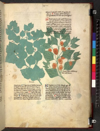 Egerton 747 Tractatus de herbis (Herbal) c.1280-1310 (tinta y color sobre vitela) de School Italian