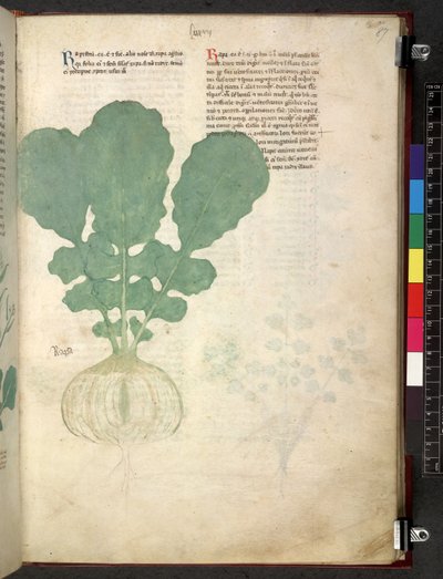 Egerton 747 Tractatus de herbis (Herbal) c.1280-1310 (tinta y color sobre vitela) de School Italian