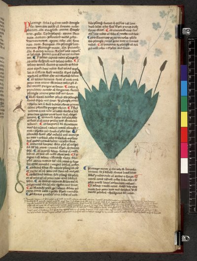 Egerton 747 Tractatus de herbis (Herbal) c.1280-1310 (tinta y color sobre vitela) de School Italian