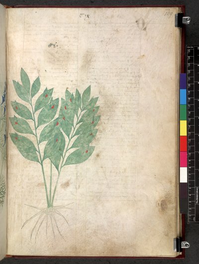 Egerton 747 Tractatus de herbis (Herbal) c.1280-1310 (tinta y color sobre vitela) de School Italian