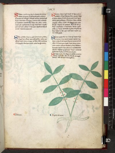 Egerton 747 Tractatus de herbis (Herbal) c.1280-1310 (tinta y color sobre vitela) de School Italian