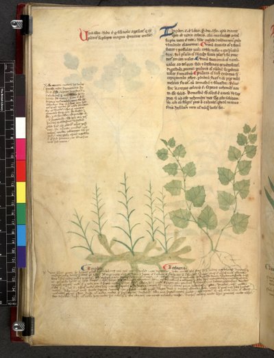Egerton 747 Tractatus de herbis (Herbal) c.1280-1310 (tinta y color sobre vitela) de School Italian