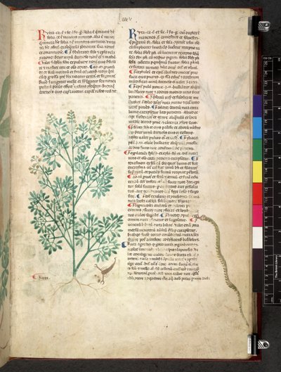 Egerton 747 Tractatus de herbis (Herbal) c.1280-1310 (tinta y color sobre vitela) de School Italian